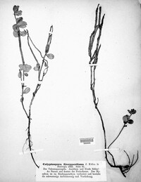 Calyptospora columnaris image